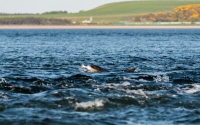 Now we know what is happening to our Salmon and Seatrout Smolts when they leave the Frome & Piddle